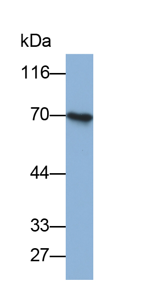 Biotin-Linked Polyclonal Antibody to Anti-Mullerian Hormone (AMH)