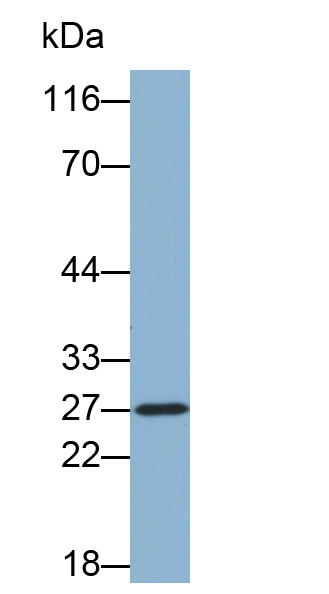 Biotin-Linked Polyclonal Antibody to B-Cell Activation Factor Receptor (BAFFR)