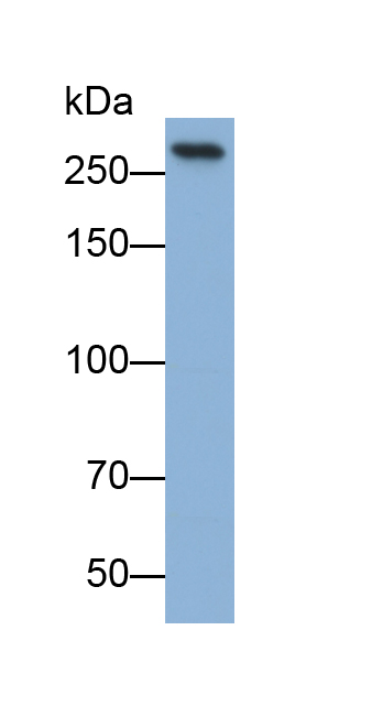 Biotin-Linked Polyclonal Antibody to Alpha-Fodrin (SPTAN1)