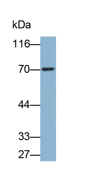 Biotin-Linked Polyclonal Antibody to Heat Shock 70kDa Protein 1B (HSPA1B)