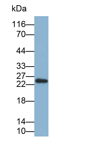 Biotin-Linked Polyclonal Antibody to Cathepsin L (CTSL)