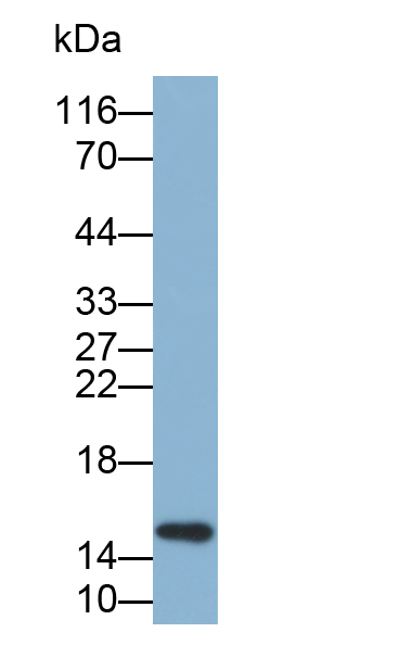 Biotin-Linked Polyclonal Antibody to Galectin 7 (GAL7)