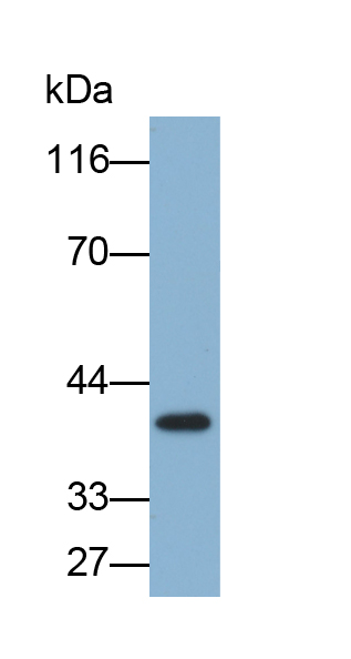 Biotin-Linked Polyclonal Antibody to Galectin 9 (GAL9)