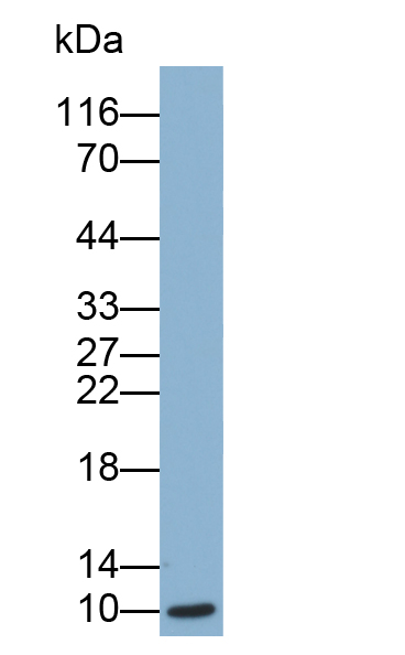 Biotin-Linked Polyclonal Antibody to Chemokine (C-X-C motif) ligand 7 ( CXCL7)