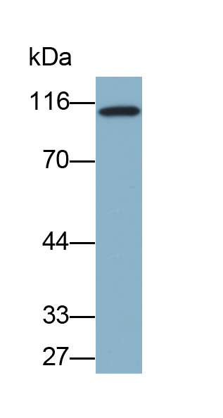 Biotin-Linked Polyclonal Antibody to Complement Component 5a (C5a)