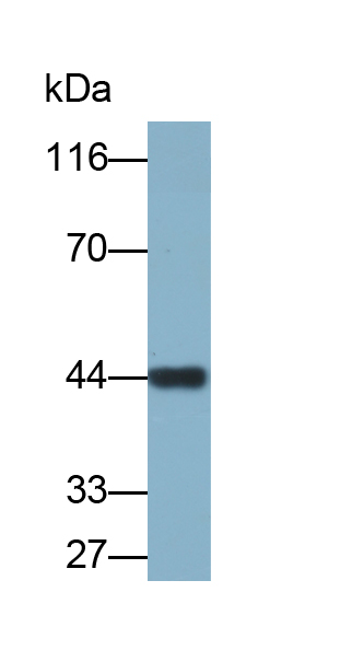 Biotin-Linked Polyclonal Antibody to Inhibin Alpha (INHa)