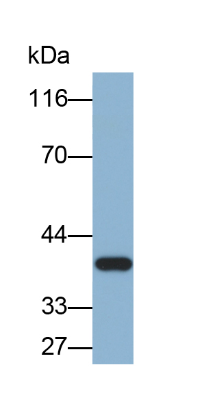 Biotin-Linked Polyclonal Antibody to Inhibin Alpha (INHa)