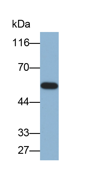 Biotin-Linked Polyclonal Antibody to Matrix Metalloproteinase 12 (MMP12)