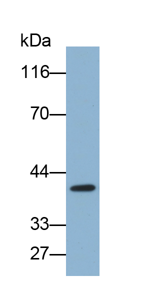 Biotin-Linked Polyclonal Antibody to Sirtuin 2 (SIRT2)