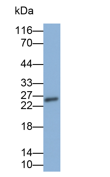 Biotin-Linked Polyclonal Antibody to Endothelin 1 (EDN1)