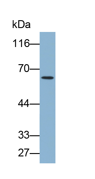 Biotin-Linked Polyclonal Antibody to Cytokeratin 5 (CK5)