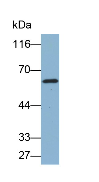 Biotin-Linked Polyclonal Antibody to Cytokeratin 1 (CK1)