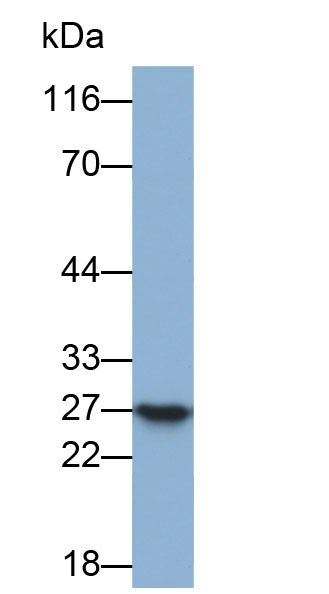 Biotin-Linked Polyclonal Antibody to Apolipoprotein A1 (APOA1)