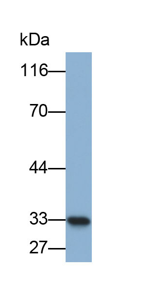 Biotin-Linked Polyclonal Antibody to Apolipoprotein A1 (APOA1)