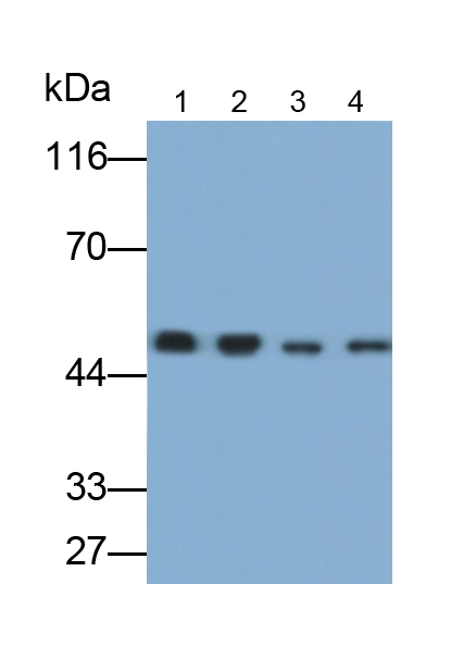 Biotin-Linked Polyclonal Antibody to Enolase, Neuron Specific (NSE)
