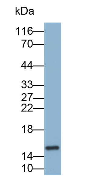 Biotin-Linked Polyclonal Antibody to Fatty Acid Binding Protein 2, Intestinal (FABP2)