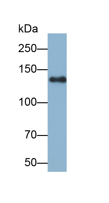 Biotin-Linked Polyclonal Antibody to Leukemia Inhibitory Factor Receptor (LIFR)