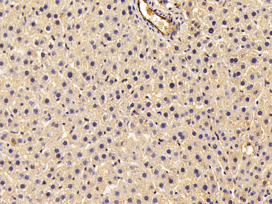 Biotin-Linked Polyclonal Antibody to Adiponectin (ADPN)