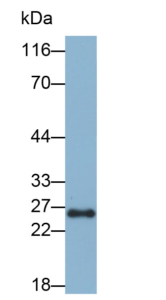 Biotin-Linked Polyclonal Antibody to Glutathione S Transferase Alpha 1 (GSTa1)