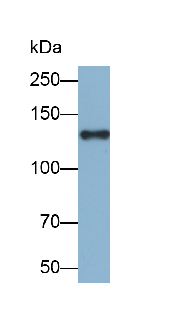 Biotin-Linked Polyclonal Antibody to Thrombospondin 1 (THBS1)