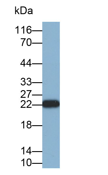 Biotin-Linked Polyclonal Antibody to BH3 Interacting Domain Death Agonist (Bid)