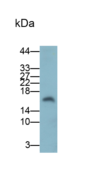 FITC-Linked Polyclonal Antibody to Midkine (MK)