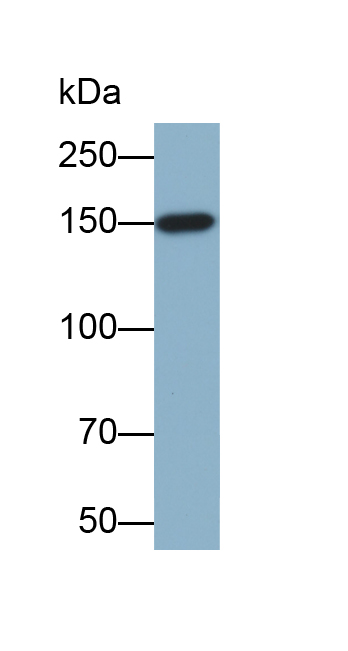 Biotin-Linked Monoclonal Antibody to Complement Factor H (CFH)