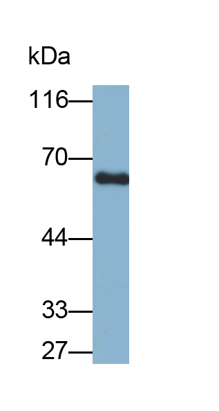 Biotin-Linked Polyclonal Antibody to Bone Morphogenetic Protein 6 (BMP6)