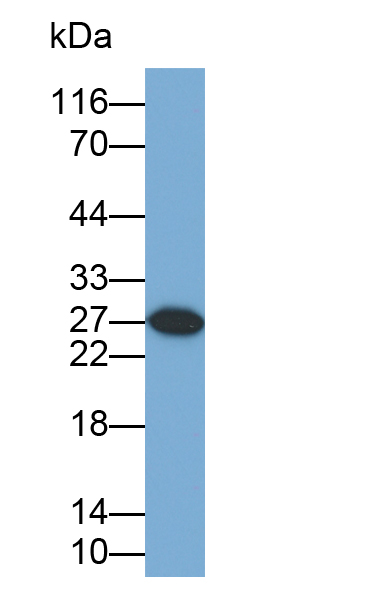 Biotin-Linked Polyclonal Antibody to Glutathione S Transferase Alpha 3 (GSTa3)