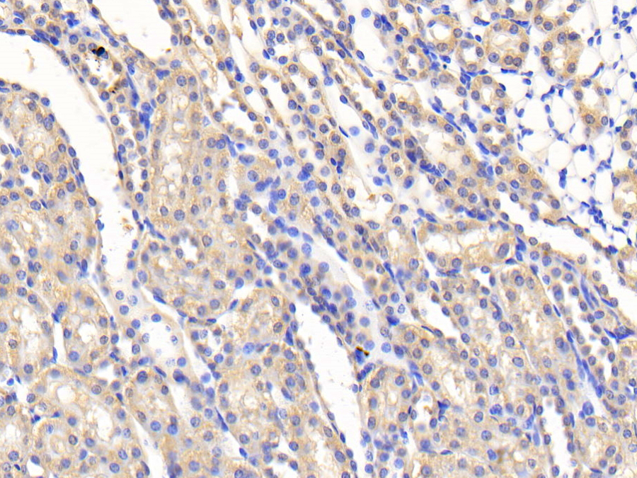 Biotin-Linked Polyclonal Antibody to Slit Homolog 2 (Slit2)