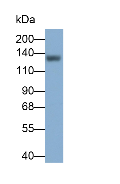 Biotin-Linked Polyclonal Antibody to Desmoglein 1 (DSG1)