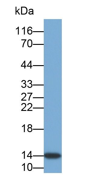 Biotin-Linked Polyclonal Antibody to Trefoil Factor 2 (TFF2)