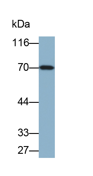 Biotin-Linked Polyclonal Antibody to Forkhead Box Protein C1 (FOXC1)