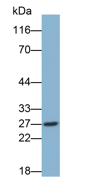 Biotin-Linked Polyclonal Antibody to Inducible T-Cell Co Stimulator (ICOS)