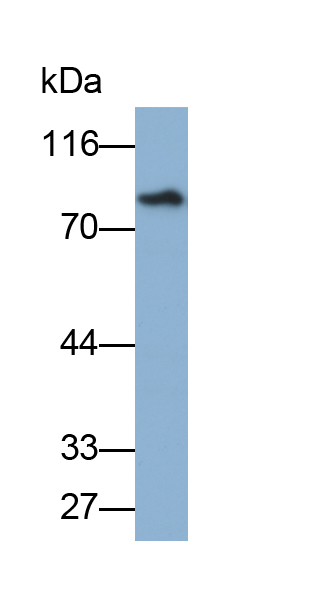 Biotin-Linked Polyclonal Antibody to Lactoferrin (LTF)