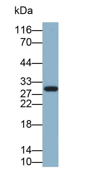 Biotin-Linked Polyclonal Antibody to Carbonic Anhydrase II (CA2)