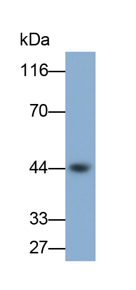 Biotin-Linked Polyclonal Antibody to Programmed Cell Death Protein 1 Ligand 1 (PDL1)