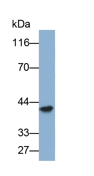 Biotin-Linked Polyclonal Antibody to Haptoglobin (Hpt)