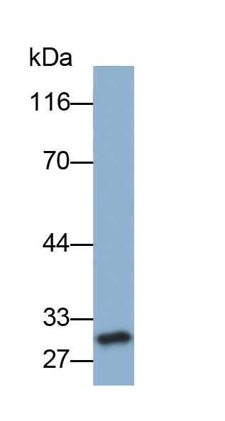 Biotin-Linked Polyclonal Antibody to C Reactive Protein (CRP)