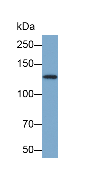 Biotin-Linked Polyclonal Antibody to Nitric Oxide Synthase 2, Inducible (NOS2)