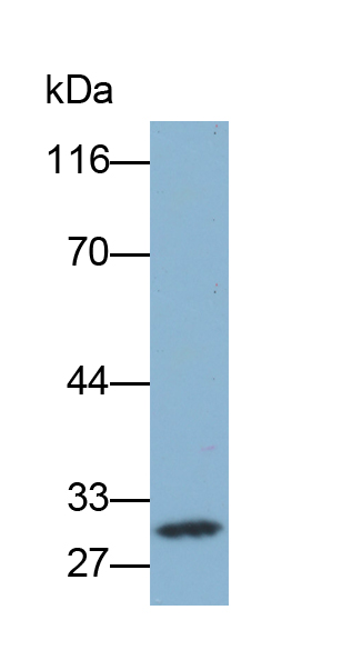 Biotin-Linked Polyclonal Antibody to Caspase 8 (CASP8)