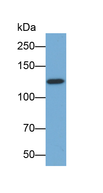 Biotin-Linked Polyclonal Antibody to Complement Component 3 (C3)