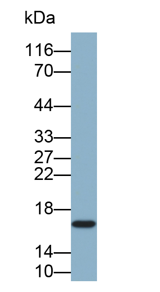 Biotin-Linked Monoclonal Antibody to Cyclophilin A (CYPA)