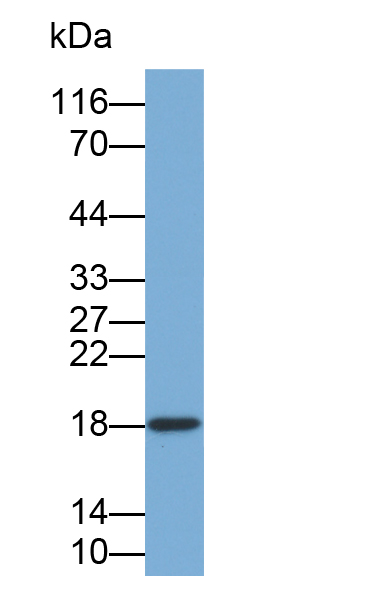 Biotin-Linked Polyclonal Antibody to Cyclophilin A (CYPA)