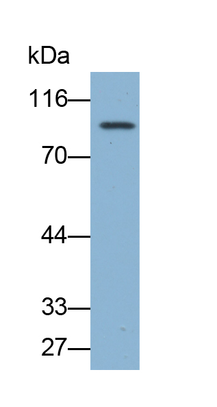 Biotin-Linked Polyclonal Antibody to Endoglin (ENG)