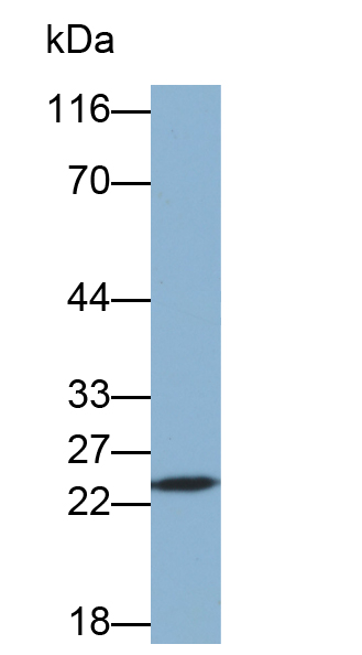 Biotin-Linked Polyclonal Antibody to Glutathione S Transferase Pi (GSTp)