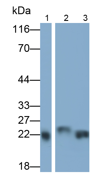 HRP-Linked Polyclonal Antibody to Motility Related Protein (MRP1)