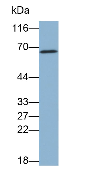 Biotin-Linked Polyclonal Antibody to Fibrinogen Alpha Chain (FGA)