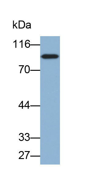 Biotin-Linked Polyclonal Antibody to Angiostatin (ANG)