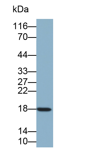 Biotin-Linked Polyclonal Antibody to Pleiotrophin (PTN)